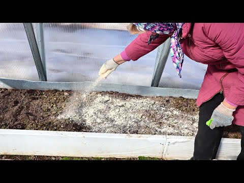 Видео: Насыпьте в теплицу такую муку осенью, земля станет плодородная как после тонны навоза.