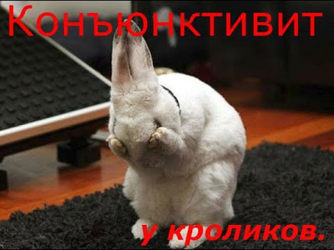 Видео: Конъюнктивит у кроликов,что и как.