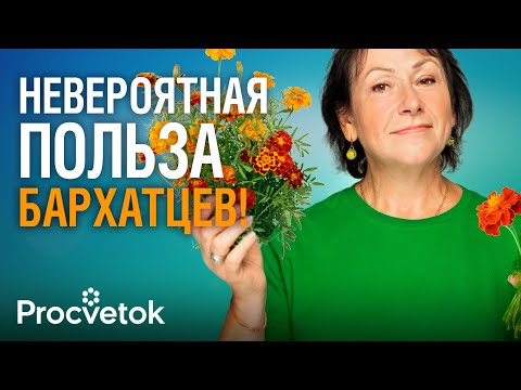 Видео: ДАЖЕ НЕ ДУМАЙТЕ ВЫБРОСИТЬ БАРХАТЦЫ ОСЕНЬЮ! Оздоровят почву, избавят от сорняков и болезней, а еще...