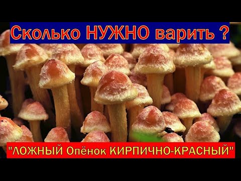 Видео: Как долго НУЖНО ВАРИТЬ "Ложноопёнок КИРПИЧНО-КРАСНЫЙ" чтобы ГОРЕЧЬ ИСЧЕЗЛА ?