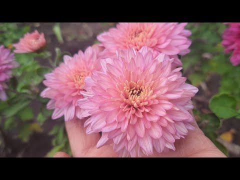 Видео: @OlenaSad Осінні квіти 21 жовтня 2025 р.