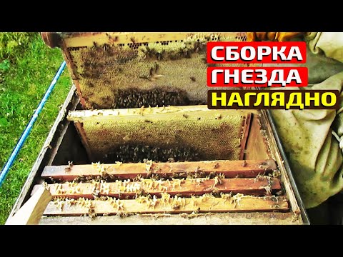 Видео: Как ПРАВИЛЬНО собрать пчелиное гнездо на зиму? Подробно и Наглядно.