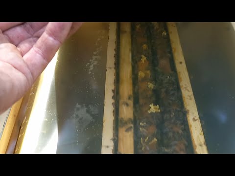 Видео: 19.05.25. Робимо другу партію відводків.