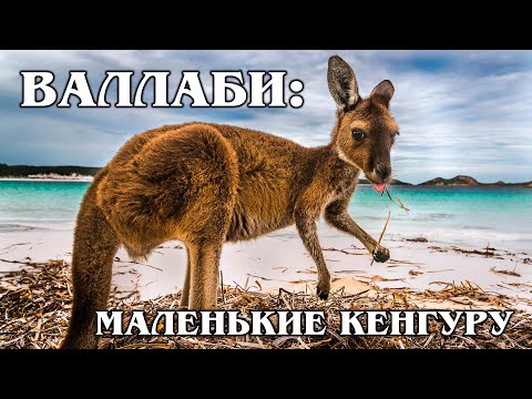 Видео: Валлаби: Маленькие Кенгуру | Интересные факты про кенгуру