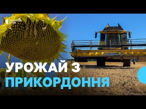 Видео: «Це врожайний рік». Як збирали урожай на прикордонні Сумщини