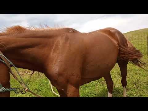 Видео: БИЕ САУУ🐎🐴🐴🐴|ҚЫМЫЗДЫҢ ПАЙДАСЫ🐴🐴🐴👍#қазақша #влог #биесауу#рекомендации