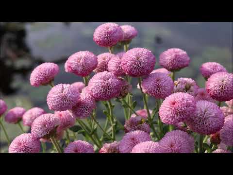 Видео: Бал хризантем в ботаническом саду. Офуна. / Chrysanthemum exhibition in Ofuna flower centre.