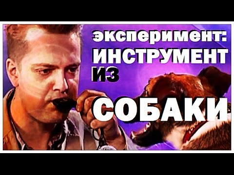 Видео: Галилео. Эксперимент. Музыкальный инструмент из собаки