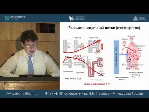 Видео: Роль молекулярно-генетических факторов в онкогенезе нефробластомы