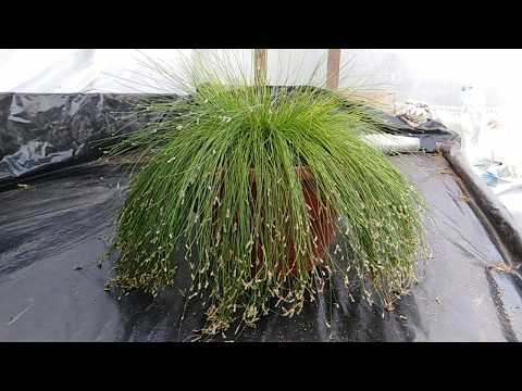 Видео: Изолепис деление, размножение.