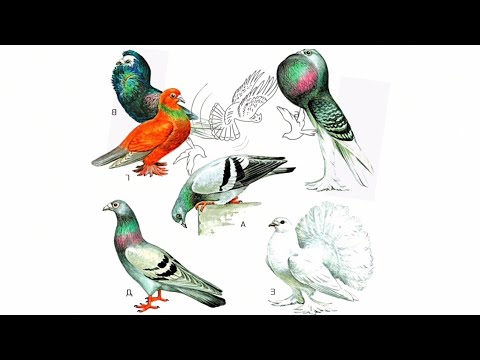Видео: Селекция чистопородного разведения голубей. The highest form of purebred pigeon breeding