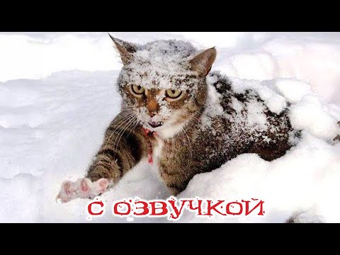 Видео: Приколы с котами! - С ОЗВУЧКОЙ! Смешные коты и собаки! - Самые смешные животные!- УГАР