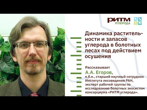 Видео: Лекция 14. Динамика растительности и запасов углерода в болотных лесах... Егоров А.А.
