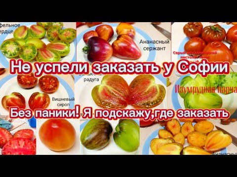 Видео: Самые красивые! Самые урожайные! Самые вкусные томаты на сезон 2026!