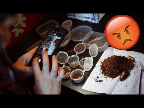 Видео: Криповая распаковка неудачной покупки пауков / Осторожно, недобросовестный продавец!