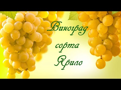 Видео: Виноград сорта Ярило