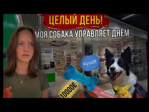 Видео: Собака управляет целым днем😲 | челендж #bordercollie #okki #okkidokki