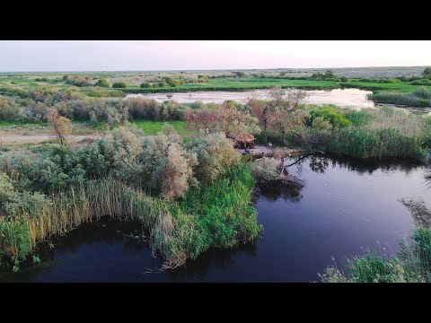 Видео: РЫБАЛКА на РЕКЕ АКСУ: ТРОФЕЙНЫЙ САЗАН и ОТЛИЧНЫЙ ОТДЫХ! С  НОЧЁВКОЙ!