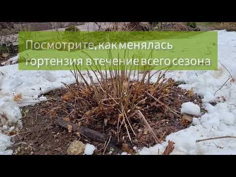 Видео: КАК ОБРЕЗАТЬ гортензию древовидную, ЧТОБЫ НЕ РАЗВАЛИВАЛАСЬ весь сезон.