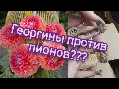 Видео: Распаковка посылки с георгинами. Совсем чуть-чуть! Чтобы было!)))