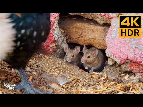 Видео: КОШКА ТВ 🐭 Мыши, курицы, милые птички 😺 8 часов (4K HDR)
