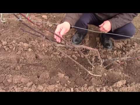 Видео: @Формирование куста винограда