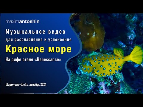 Видео: Музыкальное видео для расслабления и успокоения. Красное море. На рифе отеля "Renessance". 12.2024