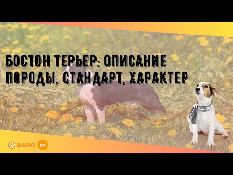 Видео: Бостон терьер: описание породы, стандарт, характер