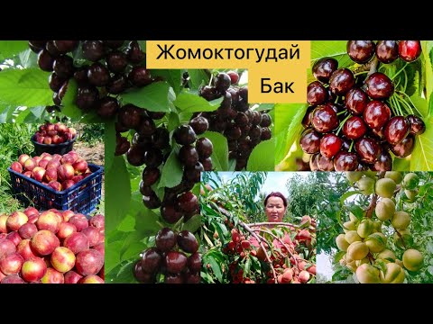 Видео: Шабдалы кокон гилас кирешелуу бизнес аны кантип бутап кароо толук маалымат