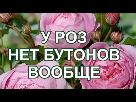 Видео: РОЗЫ. БУТОНОВ НЕТ ВООБЩЕ!