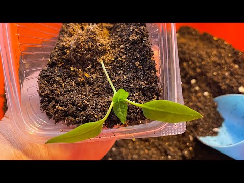 Видео: ЛУЧШИЙ СПОСОБ пересадки перца! Приживаемость 100%