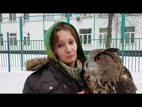 Видео: Не гладь сову! Это плохо! Совы не любят, когда их трогают.