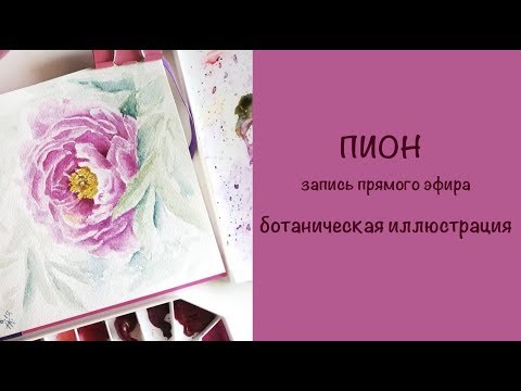Видео: Пион, ботаническая иллюстрация. Полная запись прямого эфира
