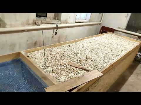 Видео: Чому горить гарбузове насіння на сушильному столі