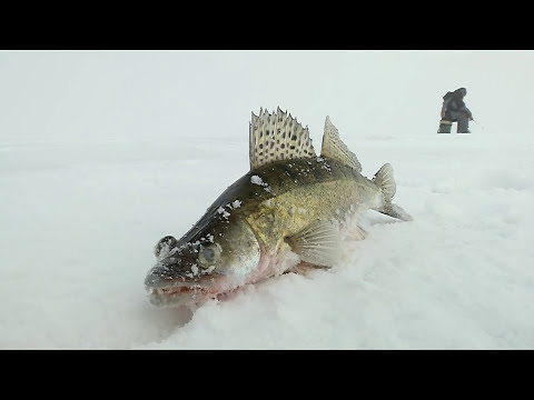 Видео: Ловля судака \ Азбука подледной ловли.