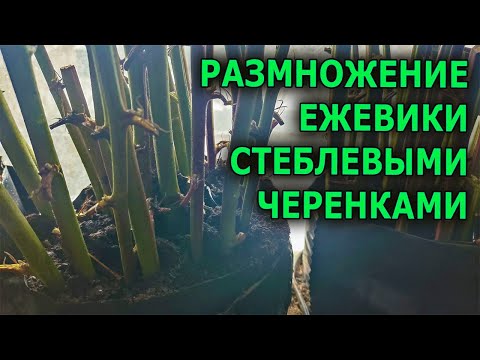 Видео: ПРОСТОЙ СПОСОБ РАЗМНОЖЕНИЯ ЕЖЕВИКИ СТЕБЛЕВЫМИ ЧЕРЕНКАМИ В СКРУТКЕ