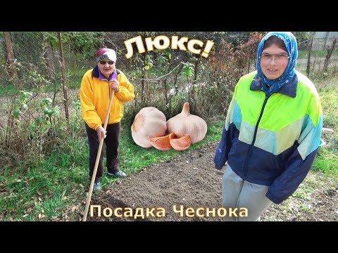 Видео: Люкс! Спецвыпуск. Посадка Чеснока