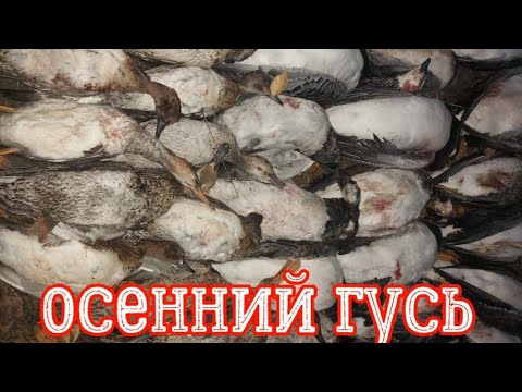 Видео: Охота на осеннего гуся .