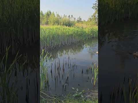 Видео: Чопер в болоті.