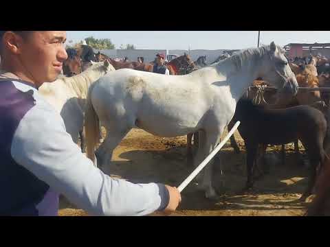 Видео: Тараз Малбазар Жылқы Базарға 1🍋-ға Жақсы Құнан келді 