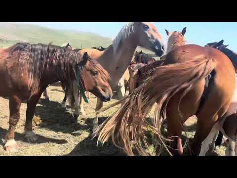 Видео: Г Абакан 2025 йил Қулун Тойлари Сотувга Чиқариш Бошланмоқда 28.07.2025 йил