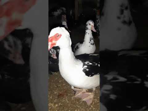 Видео: Индауткадан пайда немесе Керек емес кезде 😁лайк баса кет