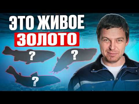 Видео: 3 САМЫЕ ПРИБЫЛЬНЫЕ рыбы в 2025 для разведения в УЗВ без головняка / Рыбоводы дуреют с этих плавучих