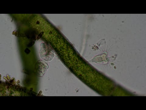 Видео: Что кроется в паре капель воды.