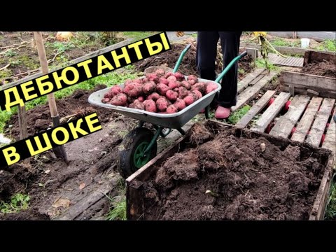 Видео: Картошка в ящиках - первый опыт новичков