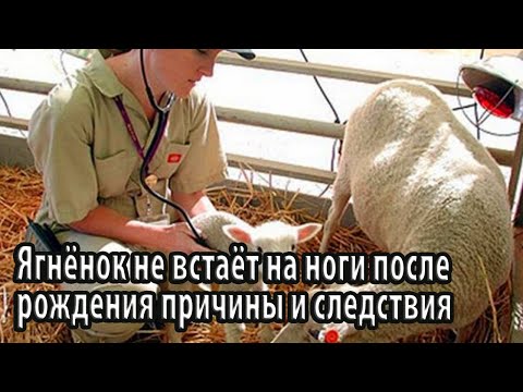 Видео: Ягнёнок не встаёт на ноги после рождения причины и следствия