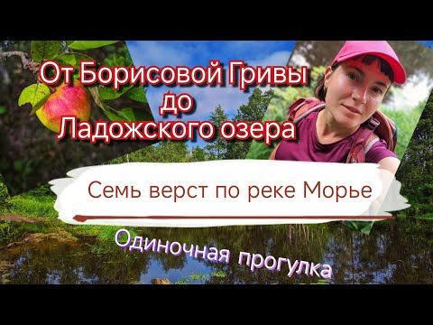 Видео: От Борисовой Гривы к Ладожскому озеру. Однодневная одиночная прогулка. 20 км.