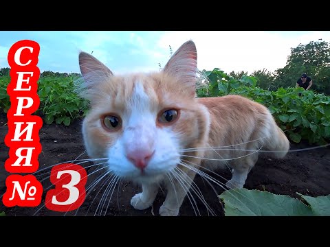 Видео: VLOG Каникулы в деревне жизнь в селе 3 серия