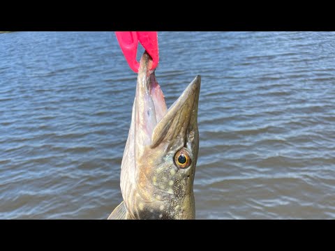 Видео: Рибалка на водоймі Тихе Плесо — Весна 2025 | Хижак, краса та релакс