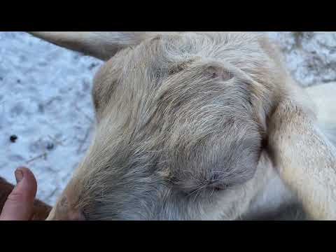 Видео: Содержание коз зимой в условиях Сибири.